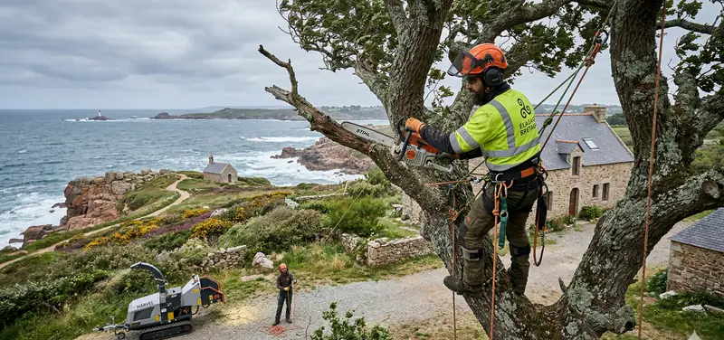 Quand élaguer ses arbres en Bretagne ? Le calendrier mois par mois